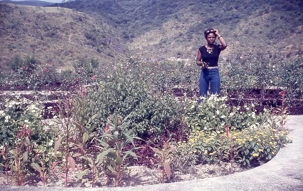 British Caribbean woman in the government farm in Salalah Om