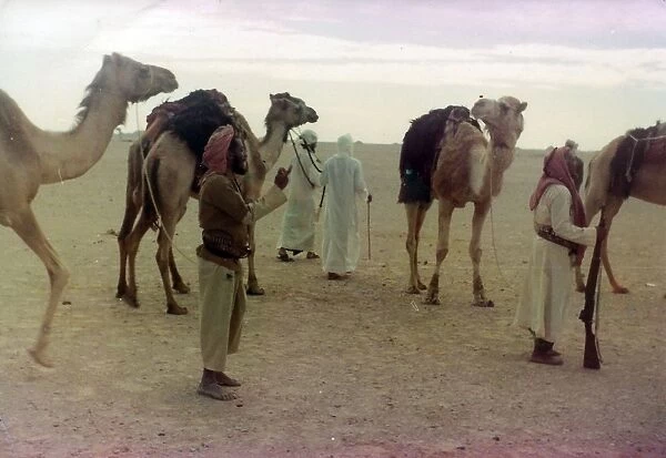 Camels with Omani people in Oman