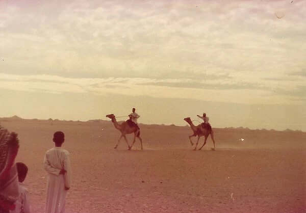 Camels racing in Oman
