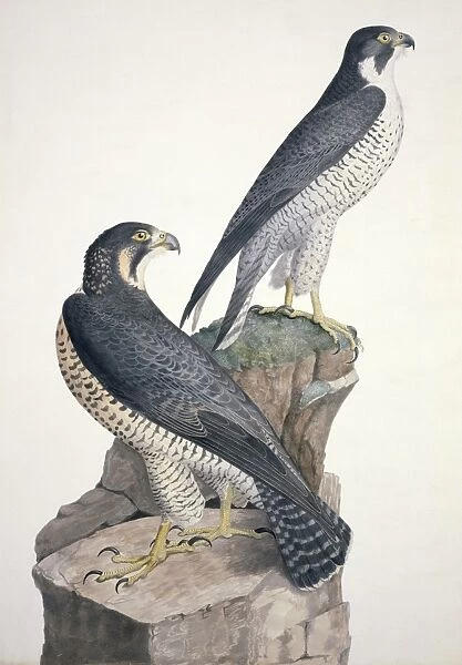Falco peregrinus, peregrine palcon