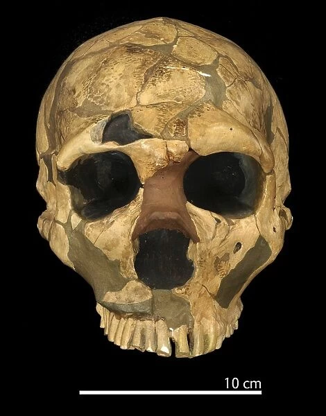 Homo neanderthalensis (Ferrassie 1) cranium