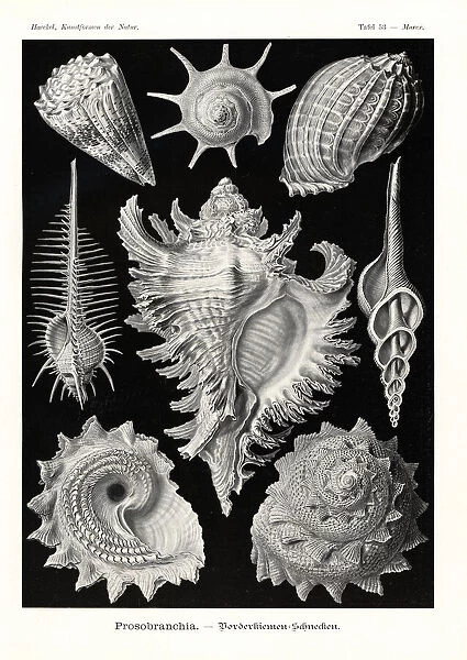 Prosobranchia sea snail shells