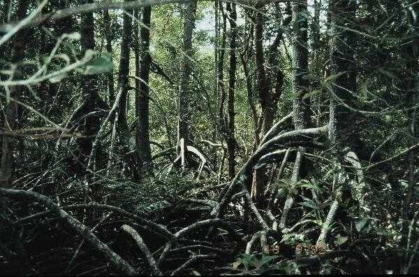 Rhizophora mangrove forest