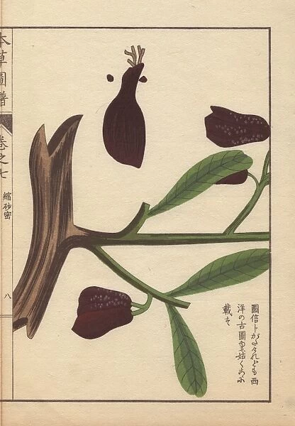 Root, seeds, flowers and green leaves of wild