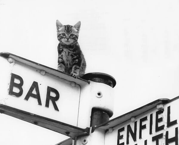 Tabby kitten on top of a signpost