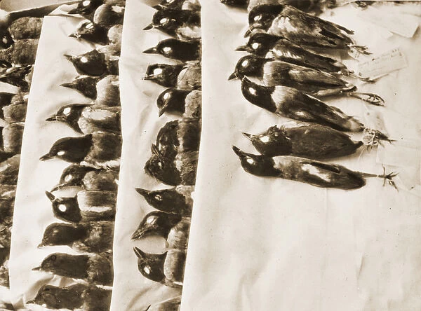 Walter Rothschild Bird skin collection, 1932