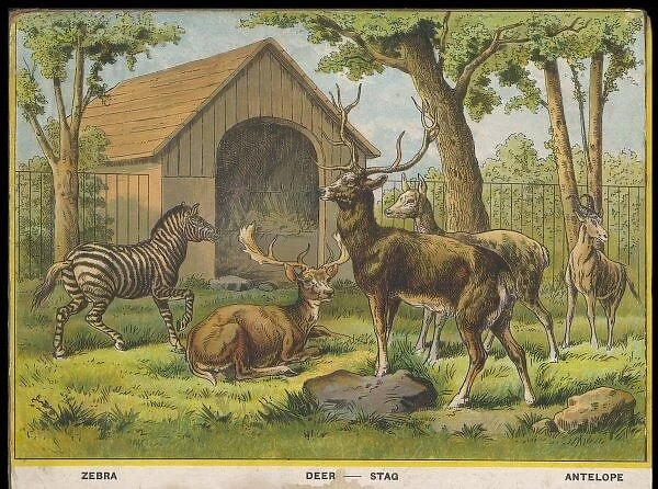 Zebra Deer and Stag
