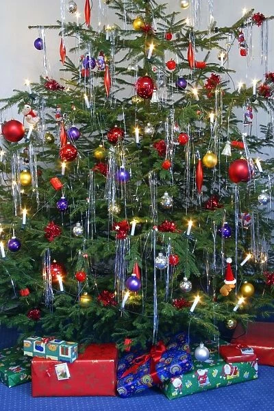 Christmas Tree - Norway spruce, young tree hung with decorations and presents
