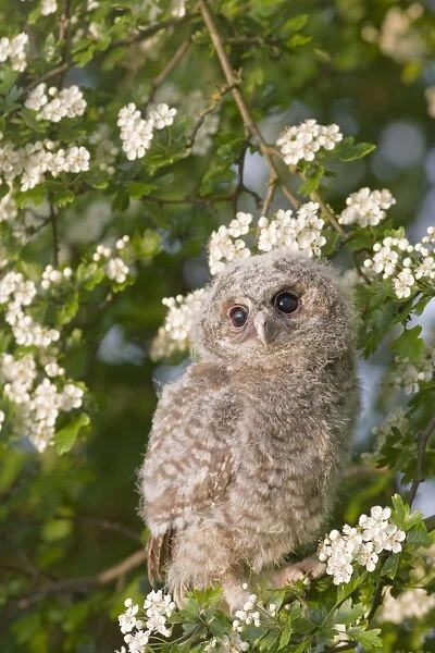 Tawny owl - youngster in may blossom Bedfordshire UK 005542