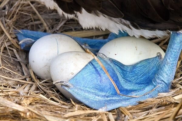 Blue-footed booby and eggs C013  /  7473