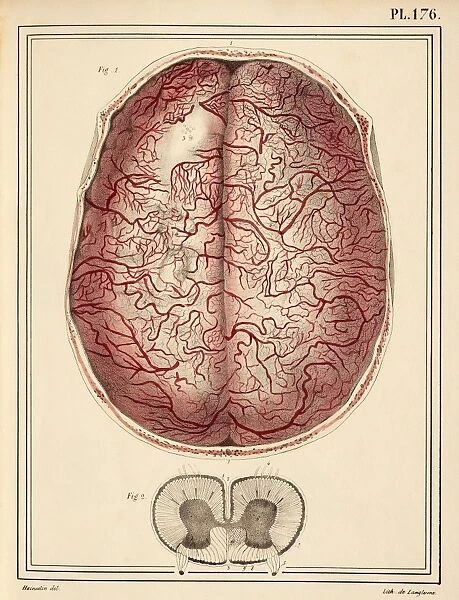 Brain membrane vessels, 1825 artwork