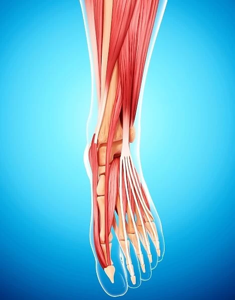 Human leg musculature, artwork F007  /  5153