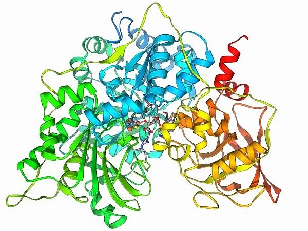Metabolic enzyme molecule F006  /  9770