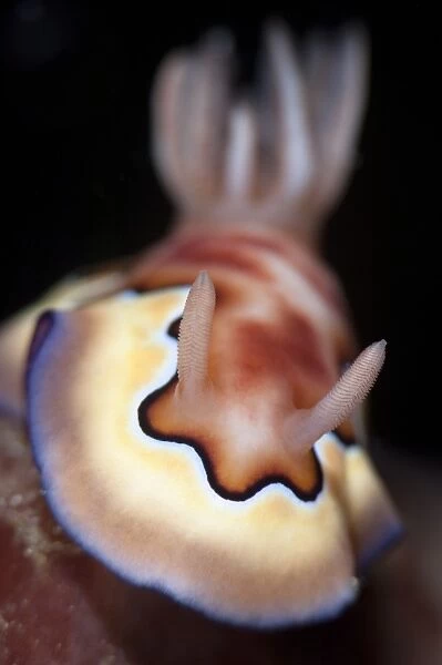 Nudibranch (Chromodoris coi)