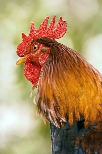 Rooster (Gallus domesticus)