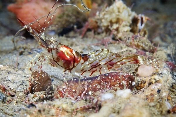 Shrimp (Pandalus montagui). Photographed in the White Sea, Russia