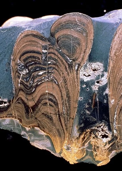 Stromatolite fossil