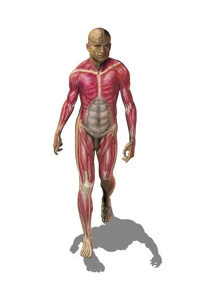 Superficial human muscles, artwork