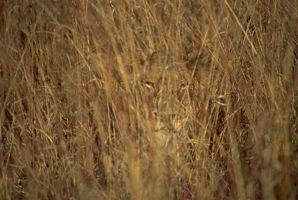 Portrait of a lioness hiding and camouflaged in long grass