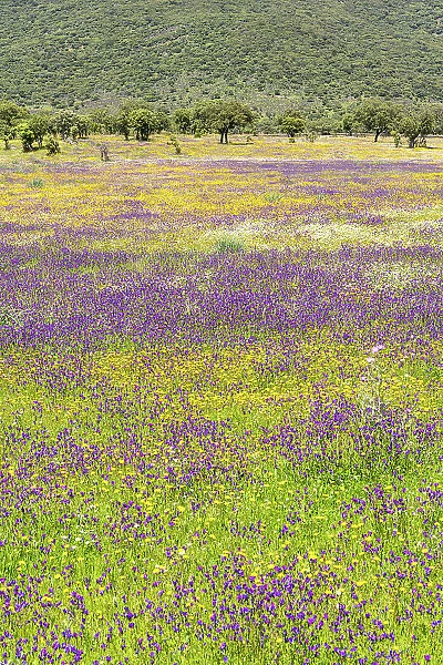 Wildflower meadow in spring, Extremadura, Caceres, Spain
