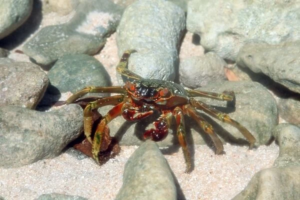 Crab on Mellu Island, . Rongelap, Marshall Islands (N. Pacific)