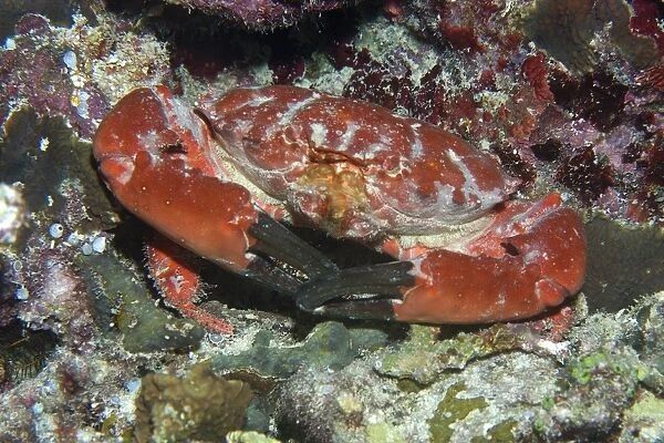Splendid round crab, Etisus splendidus, Short drop-off, Palau, Micronesia