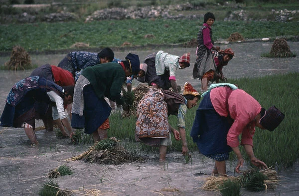 20046003. BHUTAN Paro Group of women planting paddy fields