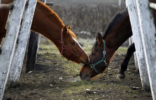 Horses are seen at an equestrian centre in Jucu village near Cluj-Napoca