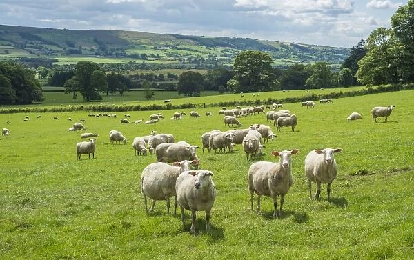 Domestic Sheep, Friesland Milk Sheep, ewes, flock standing in pasture, Leagram, Chipping, Lancashire, England, June