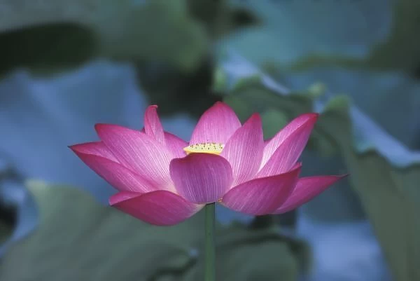Close-up of red lotus flower and green leaves, Hangzhou, Zhejiang Province, China