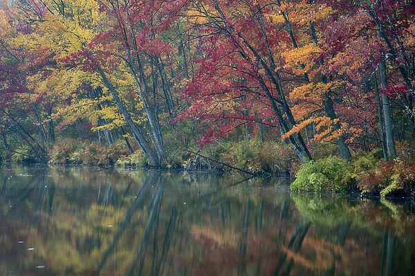 USA, New York State. Autumn trees reflected, Beaver Lake Nature Center