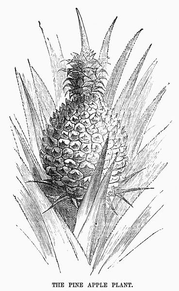 BOTANY: PINEAPPLE. Ananas comosus. Wood engraving, 19th century