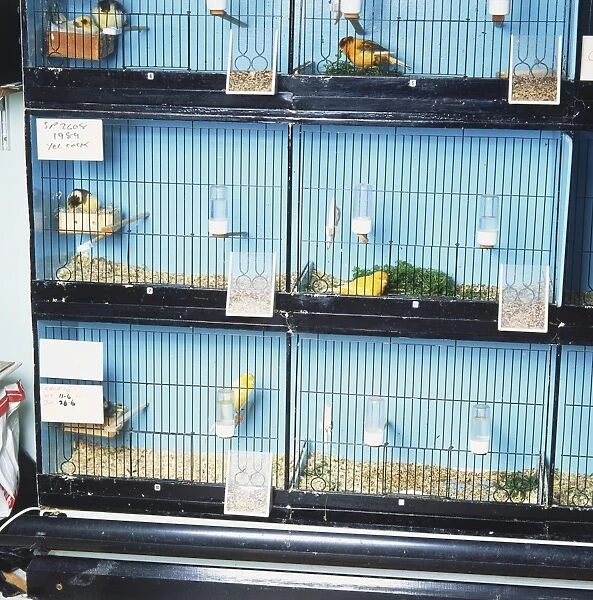 Birds in breeding cages