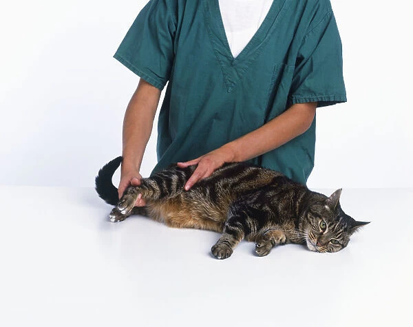 A cat being checked by a vet