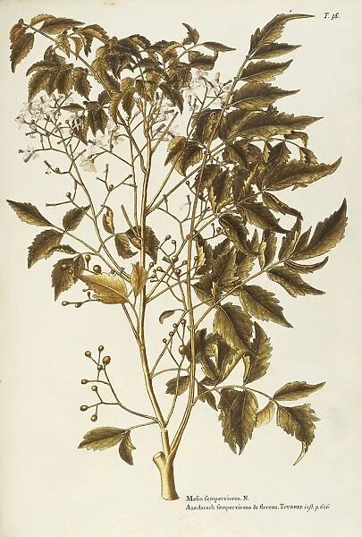 Chinaberry tree or White Cedar (Melia azedarach), Meliaceae, Avenue or isolated tree, native to Hymalayan regions, watercolor, 1770-1781