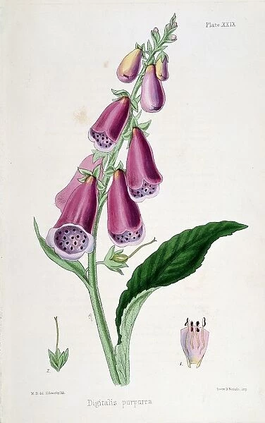 Foxglove (Digitalis purpurea) source of Digitalis. Used from Medieval times as emetic and purgative