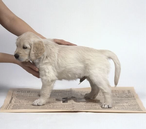 Golden Retriever puppy standing on newspaper and urinating while being held in place by womans hands, side view