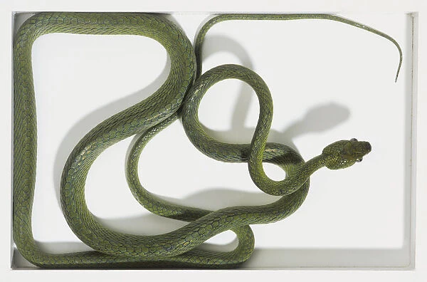 Overhead view of a Green Cat-Eyed Snake with a slender body and a row of very large centre scales covering a ridge running along the centre of the back. The head is large a narrow snout and protruding eyes