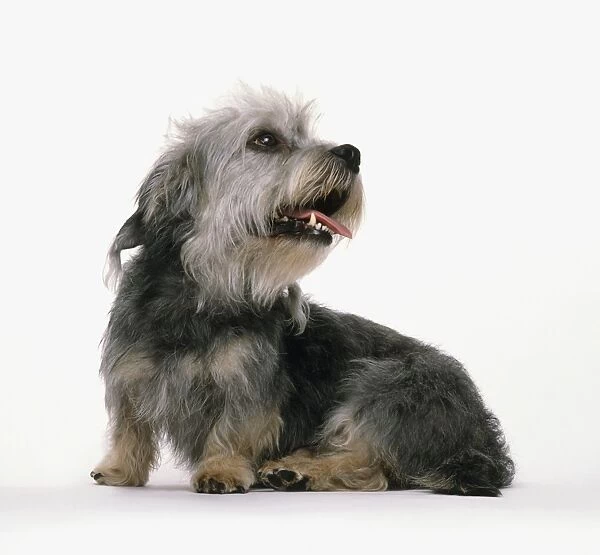 A seated Dandie Dinmont Terrier, panting, looking up