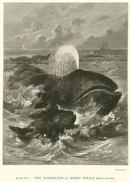 The Greenland or Right Whale (Balaena Mysticetus) (engraving)