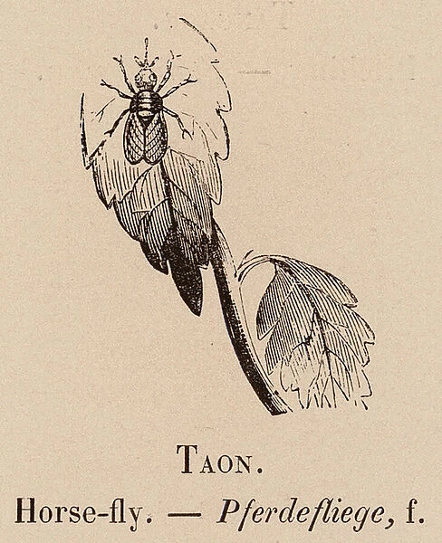 Le Vocabulaire Illustre: Taon; Horse-fly; Pferdefliege (engraving)