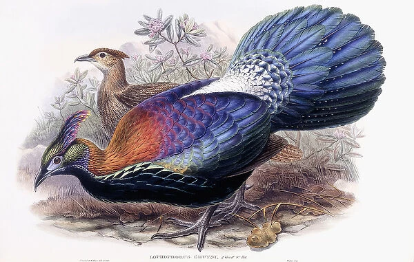 Lophophorus Lhuysii (Chinese Monal, Pheasant), 1850-1883 (hand-coloured lithograph)