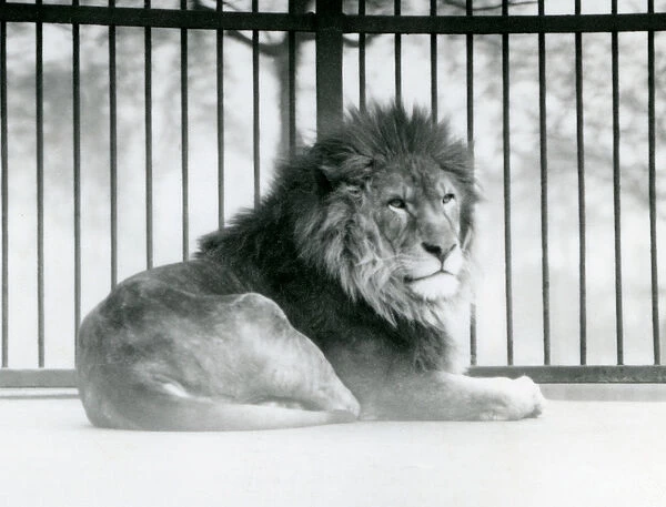 A male Lion resting in his enclosure at London Zoo in March 1925 (b  /  w photo)