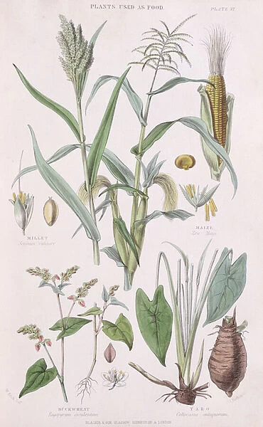 Millet, Maize, Buckwheat and Taro, illustration from