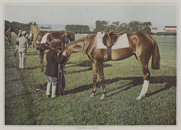 Racehorses at Deauville, France (colour photo)