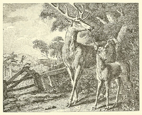 The stag and the fawn (engraving)