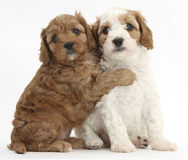 Cute red and red-and-white Cavapoo puppies, 5 weeks, hugging, against white background