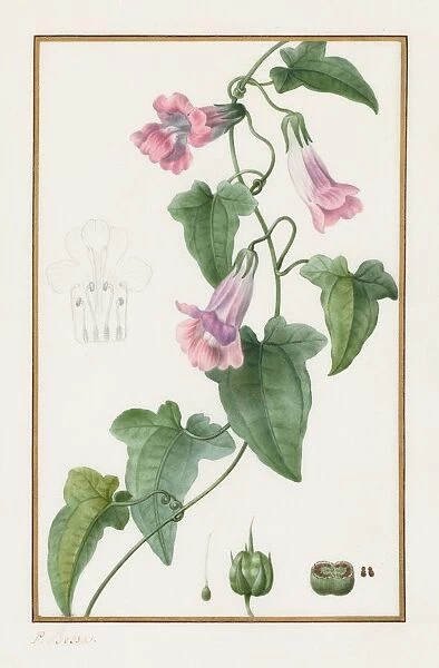 (Botanical: Maurandia semperflorens), 1836. Creator: Pancrace Bessa (French, 1772-1846)