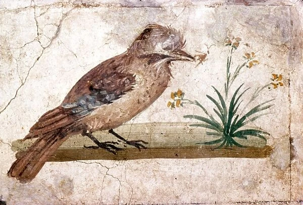 Roman wall painting of Jay from Boscoreale near Pompeii, 1st century