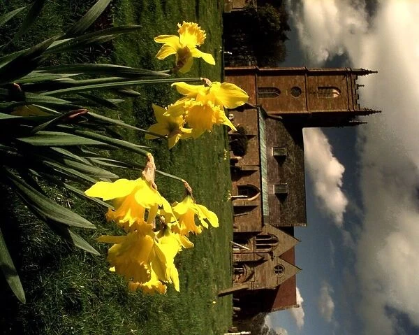 Daffodils with church